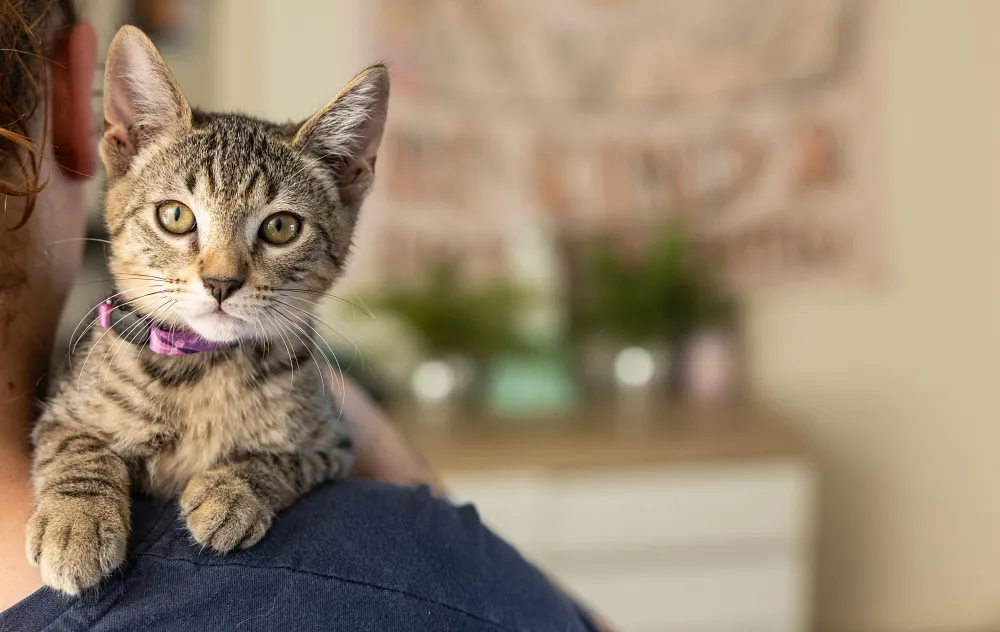How to Litter Train a Kitten